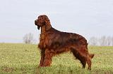 SETTER IRLANDAIS 538